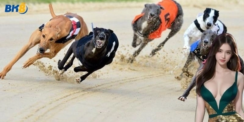 Giới thiệu về kèo cá cược đua chó siêu hot